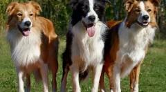 Скільки слів розуміють собаку?